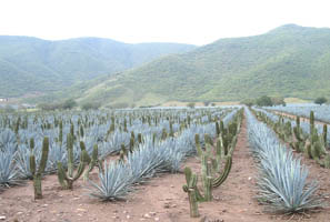agaves and cacti