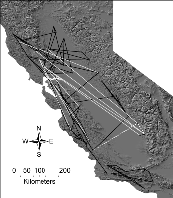 Analysis of population networks using chloroplast markers throughout valley oak range