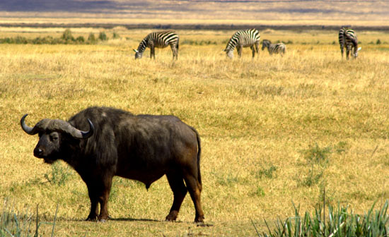 African Buffalo 2