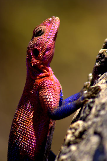 Agama Lizard 1