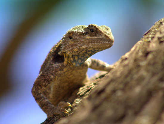 Agama Lizard 3