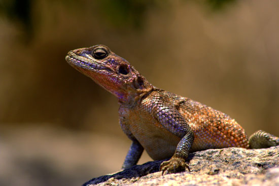 Agama Lizard
