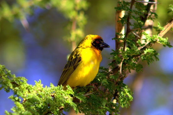 Bird
