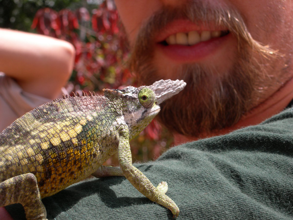 Chameleon and beard