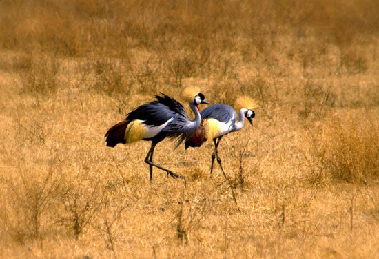 Crowned Cranes