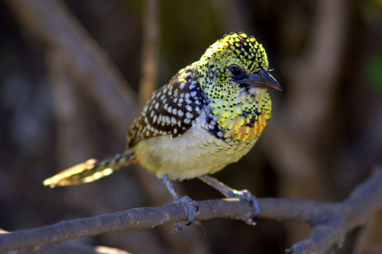 D'Arnaud's Barbet 2