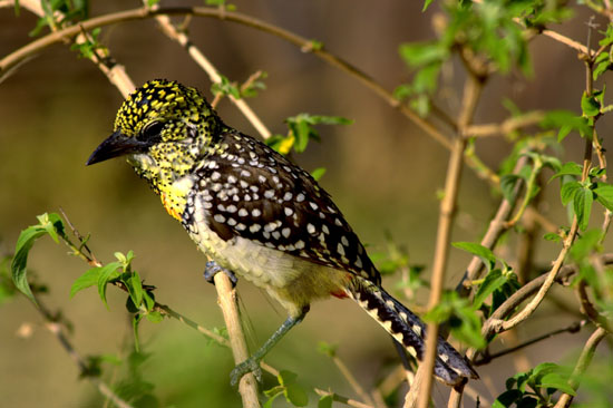 D'Arnaud's Barbet 6
