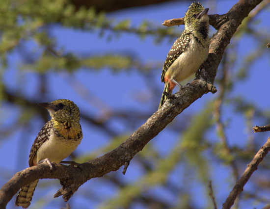 D'Arnaud's Barbet 7