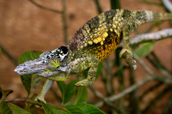 East Usambara 2-Horned Chameleon 1