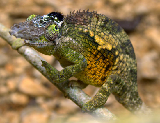 East Usambara 2-Horned Chameleon 5