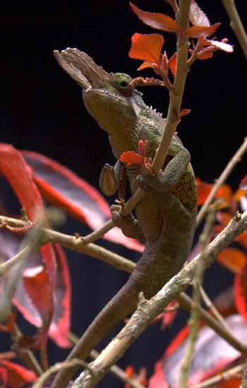 East Usambara 2-Horned Chameleon 7