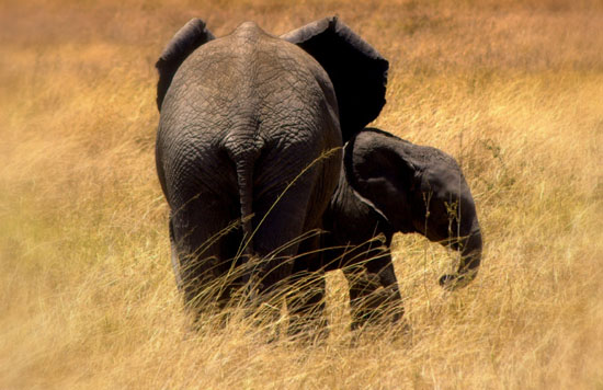 Elephants 2