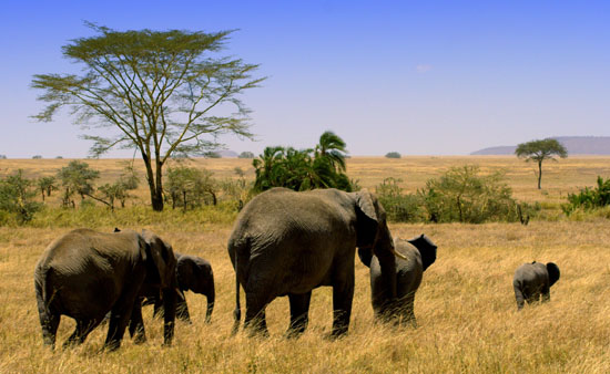 Elephants 3