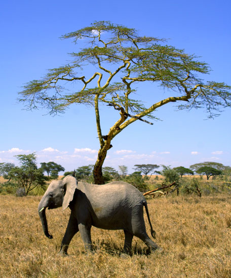 Elephant