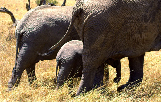 Elephants