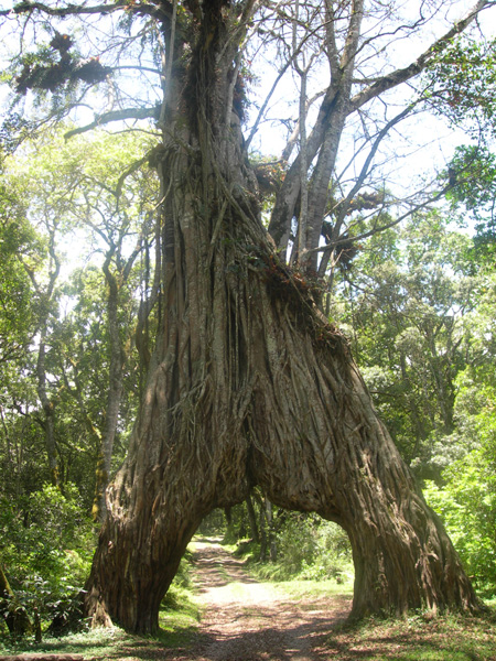 Fig tree arch