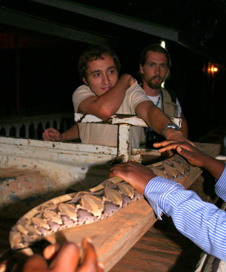 Gabon Viper 1