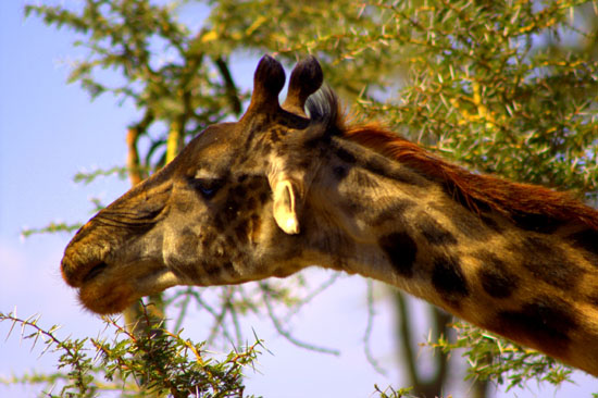 Giraffe 1