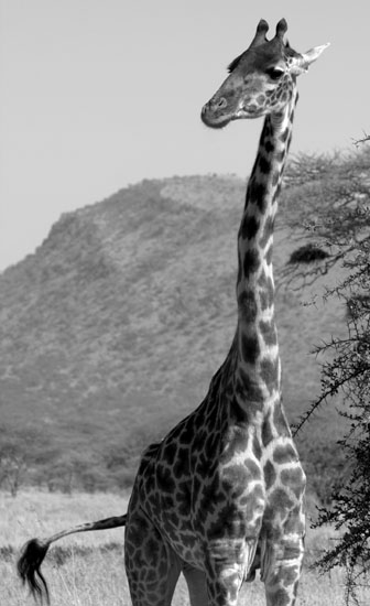 Giraffe 2