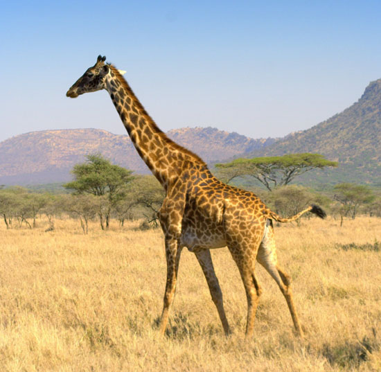 Giraffe 3