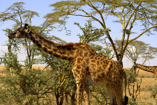 Giraffe