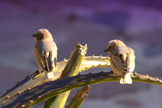 Gray-capped Social Weaver 1