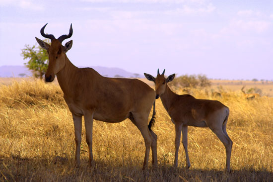Hartebeest 3
