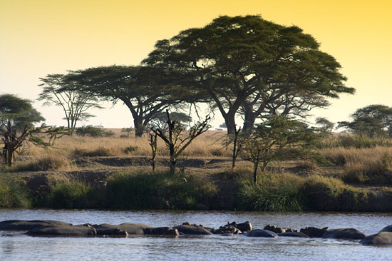 Hippopotamus 1