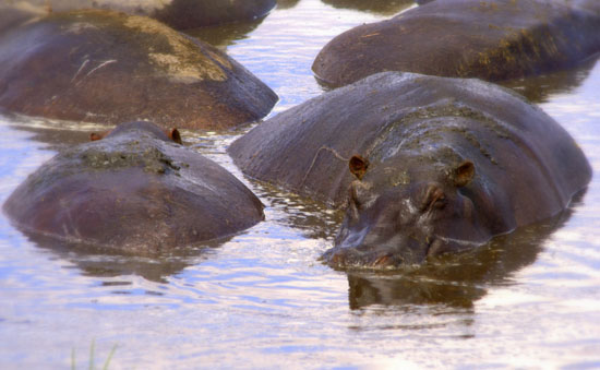 Hippopotamus