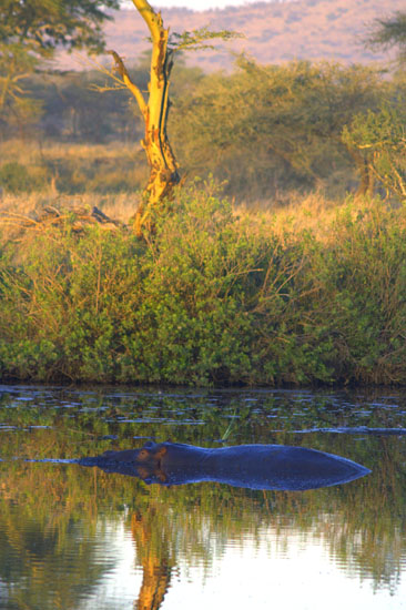 Hippopotamus