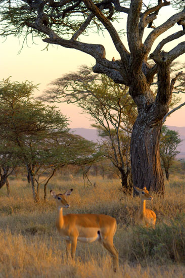 Impala 1