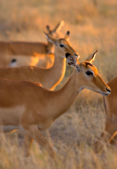 Impala