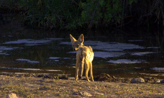 Jackal 1