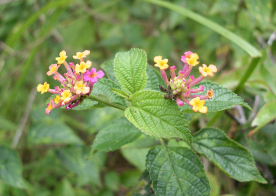 Lantana-camara