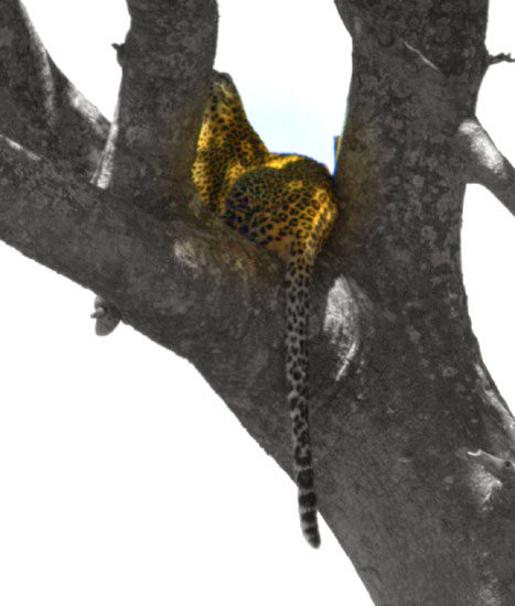 Leopard