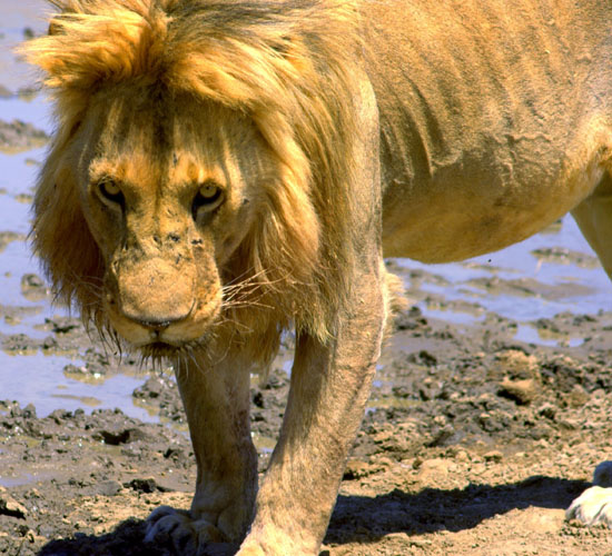 Lion 1