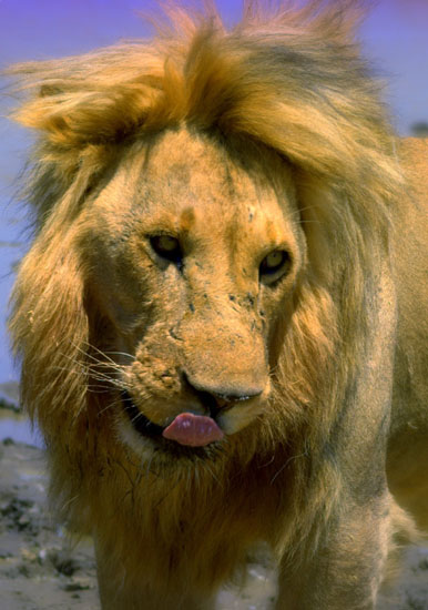 Lion 2