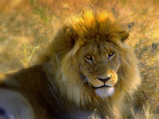 Lion 4