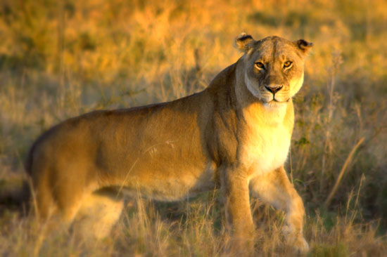Lion 5