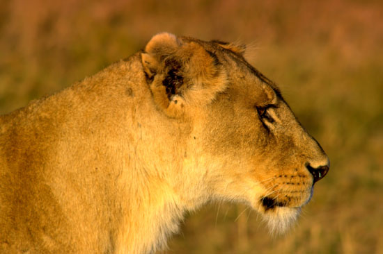 Lion 7