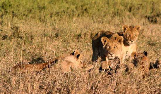 Lion Cubs