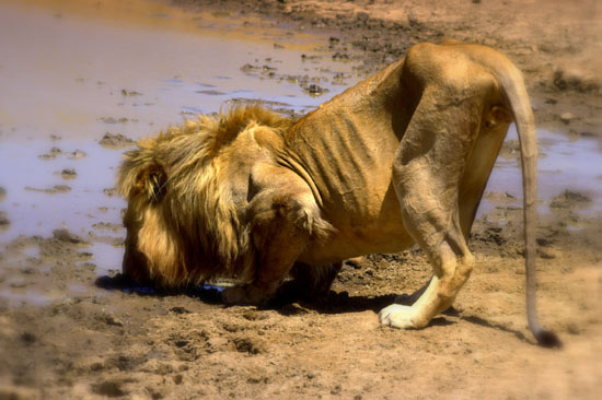 Lion