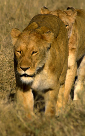Lions 3