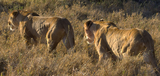 Lions 8
