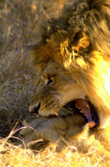Lions