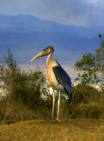 Marabou Stork 1