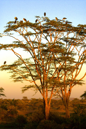 Marabou Stork 2