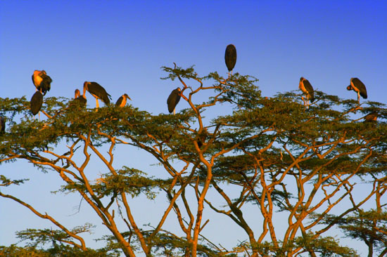 Marabou Stork 3