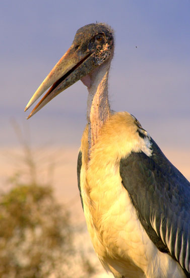 Marabou Stork