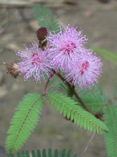 Mimosaceae1
